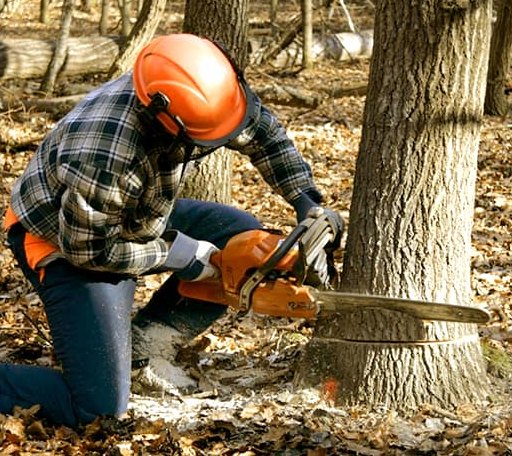 Tree Removal in Washington, OK
